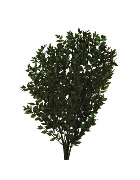 Ruscus preservado verde oscuro