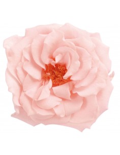 Rosa silvestre 4-5cm(Ø)  12 unidades rosa pastel