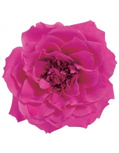 Rosa silvestre 4-5cm(Ø)  12 unidades bouganville