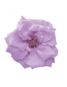 Rosa silvestre 4-5cm(Ø)  12 unidades lila