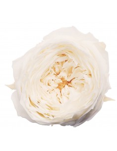 Rosa inglesa preservada 8 unidades 5 cm(Ø) blanca perla