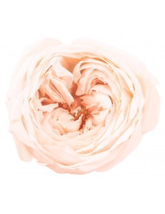 Rosa inglesa preservada 8 unidades 5 cm(Ø) blanco/champagne