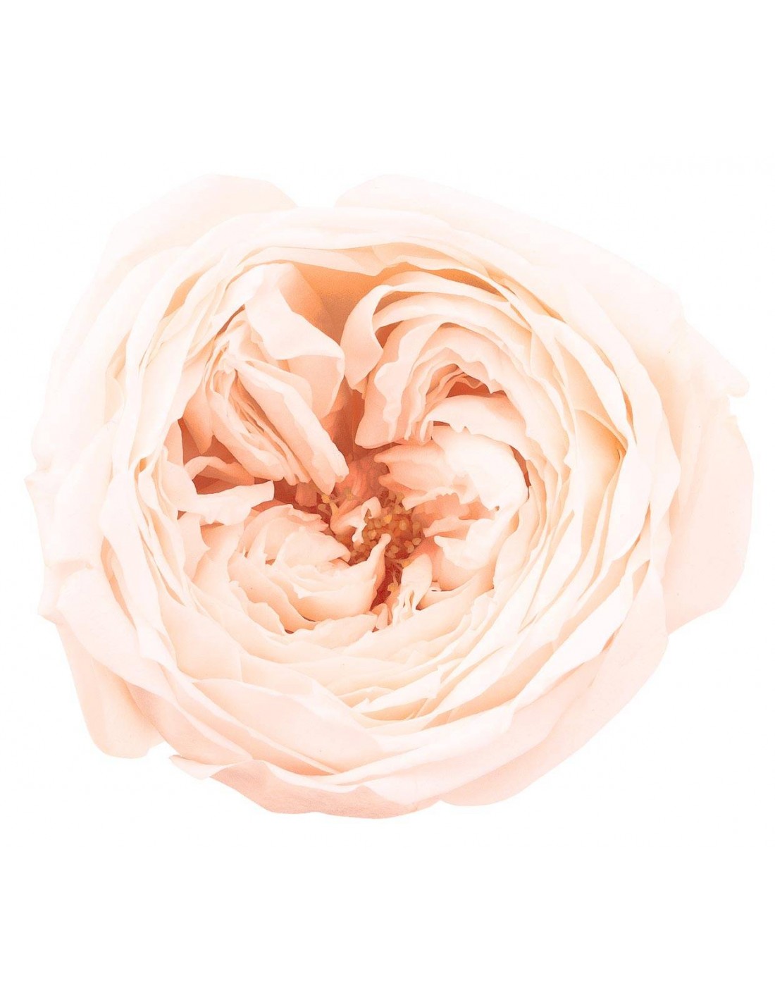 Rosa inglesa preservada 8 unidades 5 cm(Ø) blanco/champagne -...