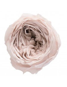Rosa inglesa preservada 8 unidades 5 cm(Ø) blanco/vintage