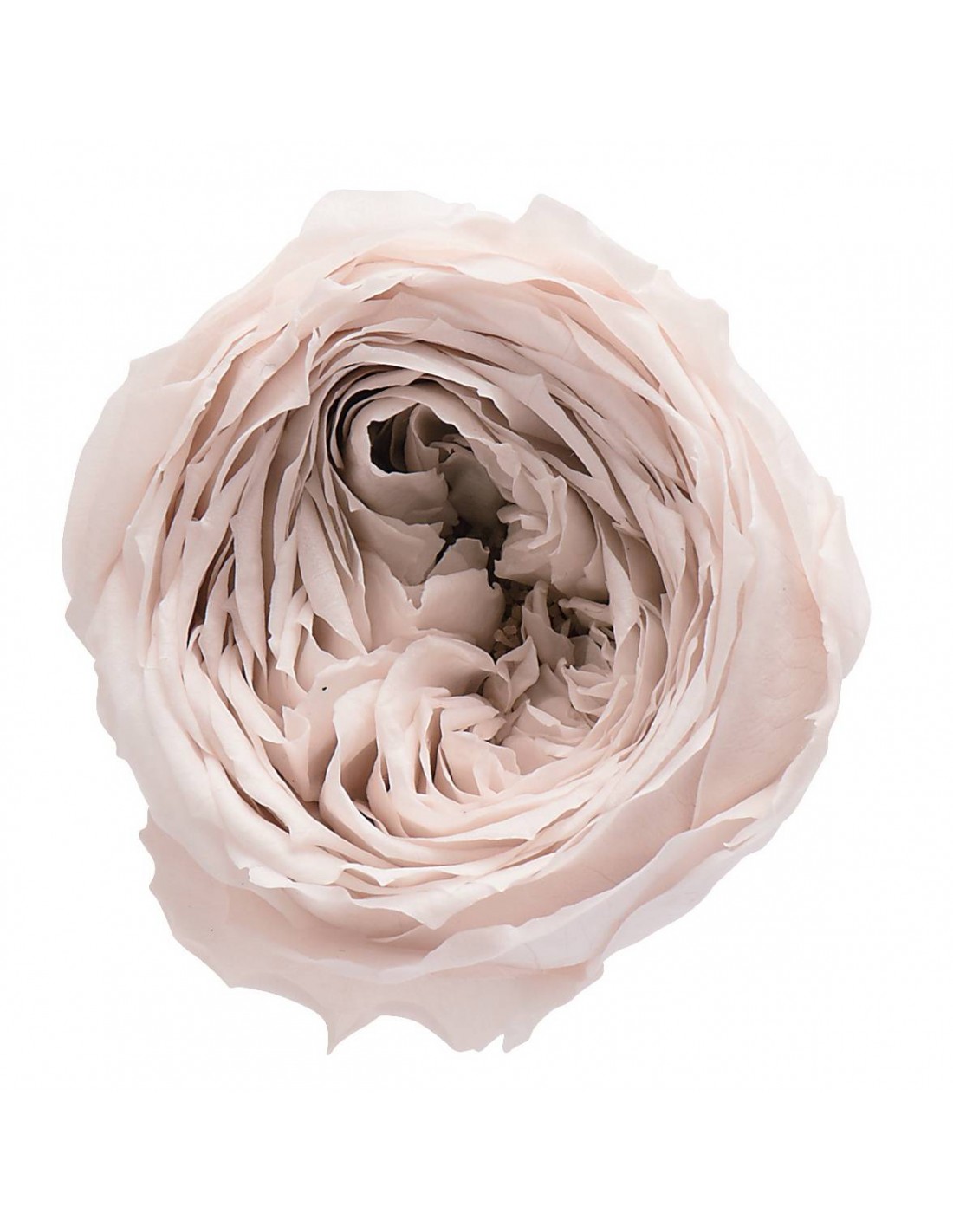 Rosa inglesa preservada 8 unidades 5 cm(Ø) blanco/vintage - 41919...