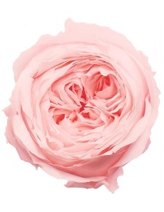 Rosa inglesa preservada 8 unidades 5 cm(Ø) rosa pastel