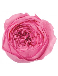 Rosa inglesa preservada 8 unidades 5 cm(Ø) bouganville