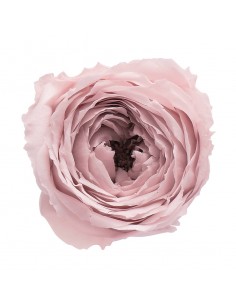 Rosa inglesa | Rosas preservadas