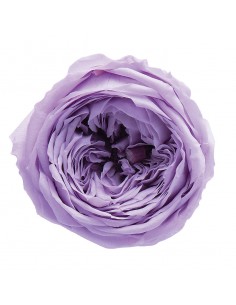Rosa inglesa preservada 8 unidades 5 cm(Ø) lila