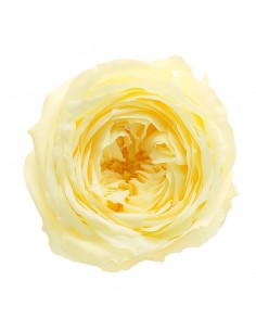 Rosa inglesa | Rosas preservadas