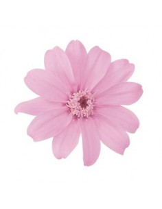 Zinnia preservada 12 unidades 5 cm(Ø) rosa pastel