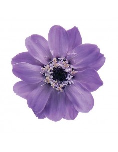 Zinnia preservada 12 unidades 5 cm(Ø) lila