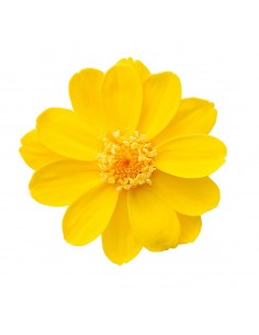 Zinnia preservada 12 unidades 5 cm(Ø) amarillo