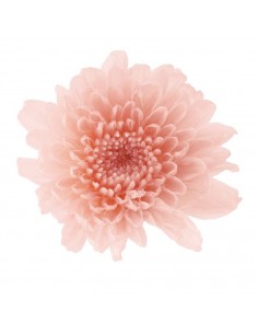 Crisantemo kogiku preservado 12 unidades 4.5cm (Ø) rosa pastel