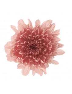 Crisantemo kogiku preservado 12 unidades 4.5cm (Ø) rosa