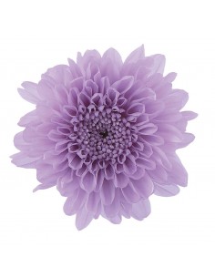 Crisantemo kogiku preservado 12 unidades 4.5cm (Ø) lila