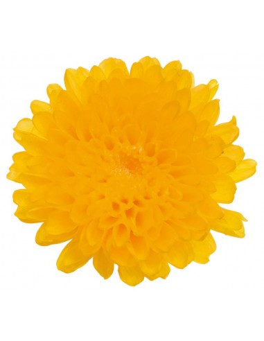 Crisantemo kogiku preservado 12 unidades 4.5cm (Ø) amarillo