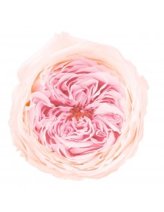 Rosa inglesa bicolor 8 unidades 5 cm(Ø) crema/rosa