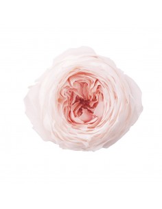 Rosa inglesa bicolor 8 unidades 5 cm(Ø) blanco/coral