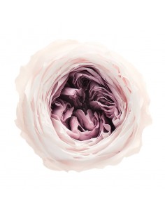Rosa inglesa bicolor 8 unidades 5 cm(Ø) crema vintage