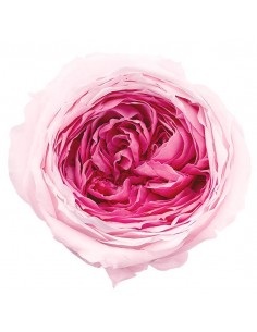 Rosa inglesa bicolor 8 unidades 5 cm(Ø) rosa/fucsia