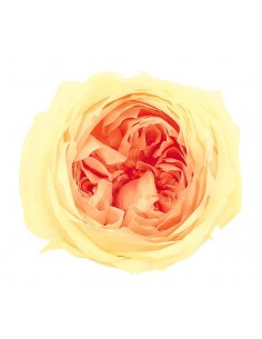 Rosa inglesa bicolor 8 unidades 5 cm(Ø) amarillo/melocoton