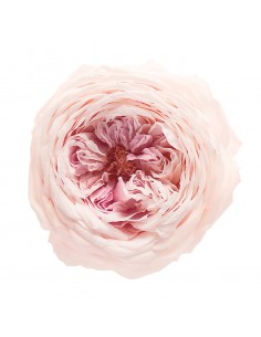 Rosa inglesa preservada XL 6 unidades 7cm (Ø) rosa vintage