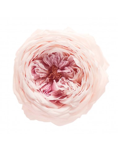 Rosa inglesa preservada XL 6 unidades 7cm (Ø) rosa vintage -...