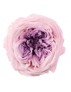 Rosa inglesa preservada XL 6 unidades 7cm (Ø) rosa/malva