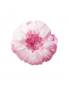 Crisantemo ringiku 6 unidades 5 cm(Ø) blanco/rosa
