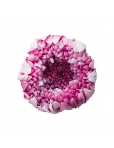 Crisantemo ringiku 6 unidades 5 cm(Ø) fucsia degradado