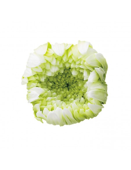 Crisantemo ringiku 6 unidades 5 cm(Ø) verde degradado