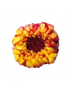 Crisantemo ringiku 6 unidades 5 cm(Ø) amarillo/naranja