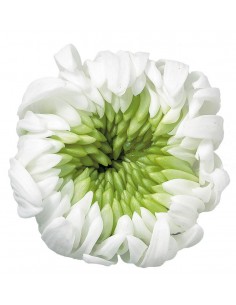 Crisantemo mil hojas 6 unidades 6 cm(Ø) Blanco/verde