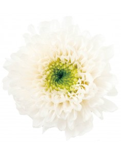 Crisantemo kogiku mil hojas 12 unidades 4.5cm (Ø) blanco/verde