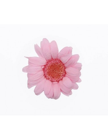 Gerbera Mini Pastel Pink x12 - 41719 - Cabeza de Gerbera Mini...