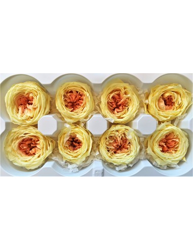 .Rosa inglesa bicolor 8 unidades 5 cm(Ø)...