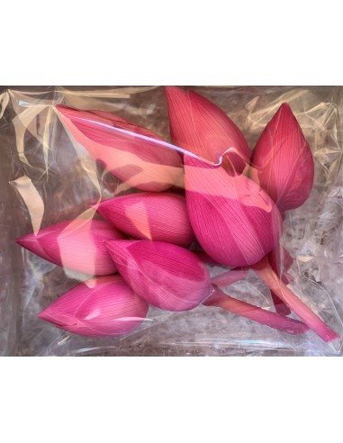 Flor de loto bouganville 5cm (h) 3cm (Ø) 8...