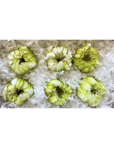 Crisantemo ringiku 6 unidades 5 cm(Ø) verde...