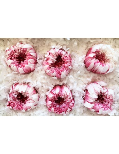 Crisantemo ringiku 6 unidades 5 cm(Ø) fucsia...