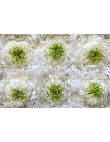 Crisantemo mil hojas 6 unidades 6 cm(Ø)...