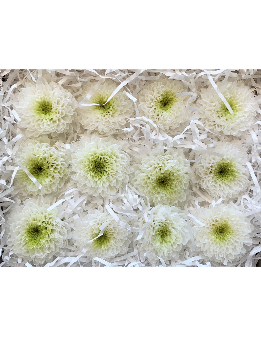 Crisantemo kogiku mil hojas 12 unidades 4.5cm (Ø) blanco/verde -...