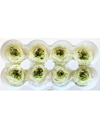 .Rosa inglesa bicolor 8 unidades 5 cm(Ø) verde...