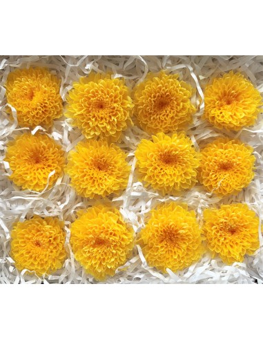 Crisantemo kogiku preservado 12 unidades 4.5cm...