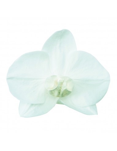 Phalaenopsis preservada blanca 3...