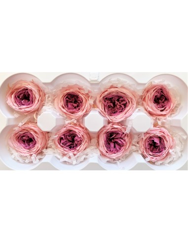 Rosa inglesa bicolor 8 unidades 5 cm(Ø) rosa/malva - 41954 -...