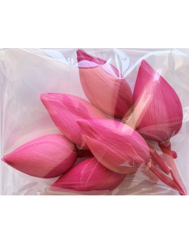 Flor de loto preservada bouganville 6cm (h) 4cm...