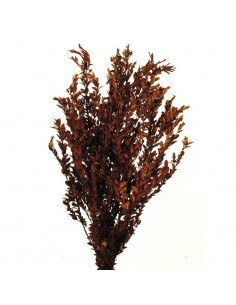 Buxus preservado cobre oscuro