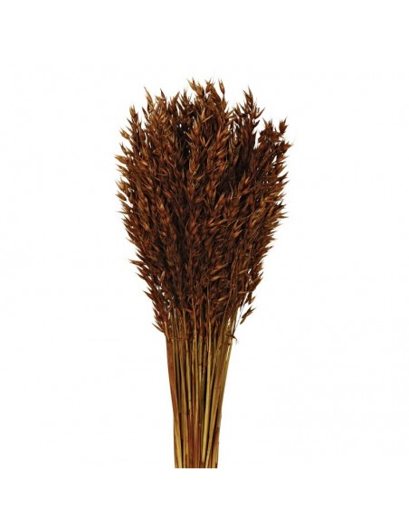 Avena sativa color marron 200g