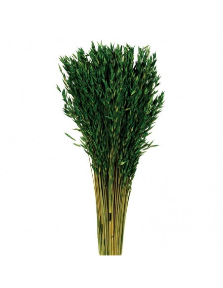 Avena sativa color verde 200g